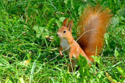 squirrel jumps in the autumn forest