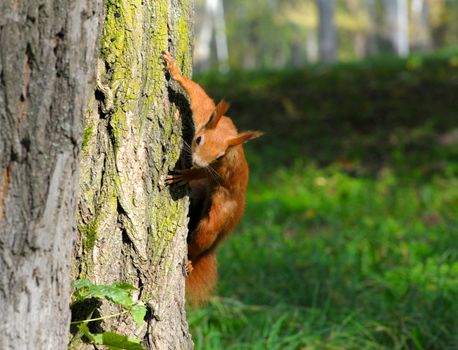 Red squirrel sitting on the tree