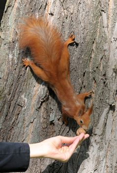 Squirrel on the tree and eat out of hand