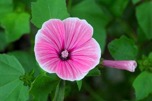 petunia beautiful flowers on a green background