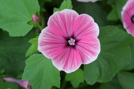 petunia beautiful flowers on a green background