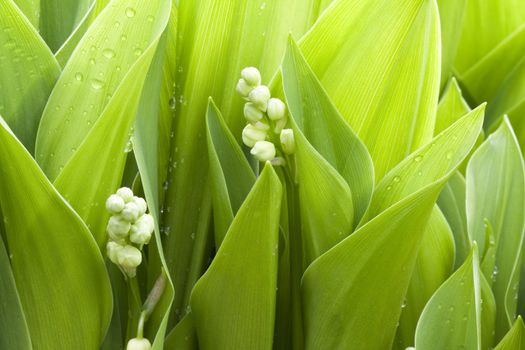 Fresh green wet leafs of lilies, macro