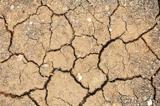 cracked clay soil into the dry season