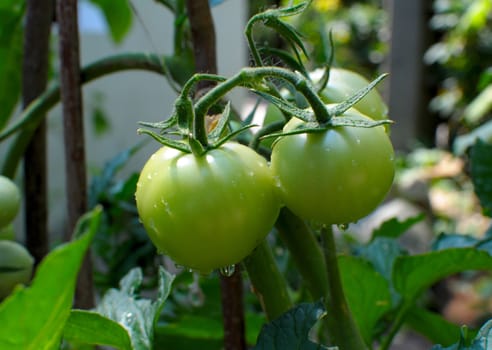 green tomatoes growing on the branches. It is cultivated in the garden.