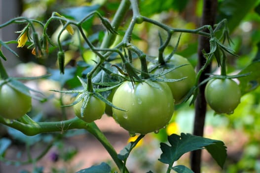 green tomatoes growing on the branches. It is cultivated in the garden.