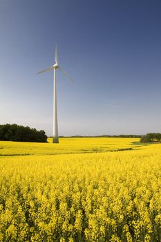 Windmill in the field of yellow rape, spring season