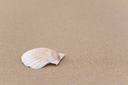 Focus on the small seashell at the beach