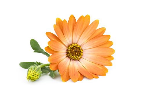 calendula flower isolated on white