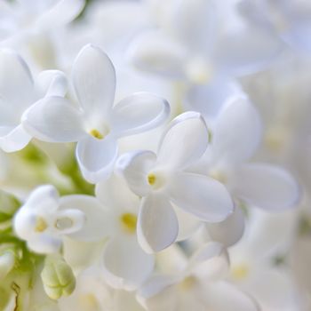 Blooming lilac flowers. Abstract background. Macro photo.