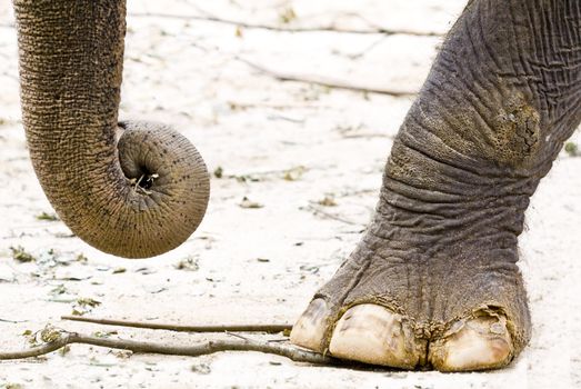 Focus on the elephant foot and trunk