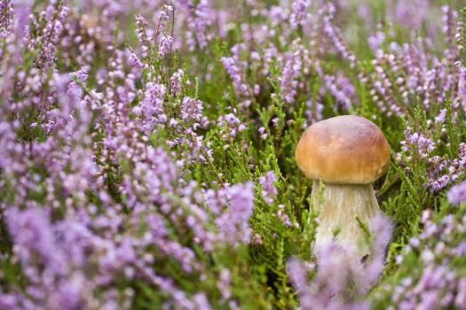 Little boletus on the background of violet heather in the wild