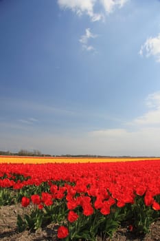 Various colors of tulips growing on fields, flower bulb industry