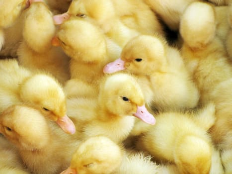 close up of several ducklings