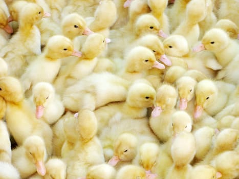close up of small ducklings in a box