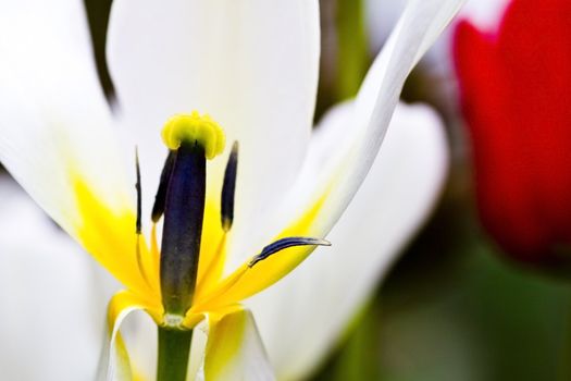 Closeup on the inside of a white tulip, macro