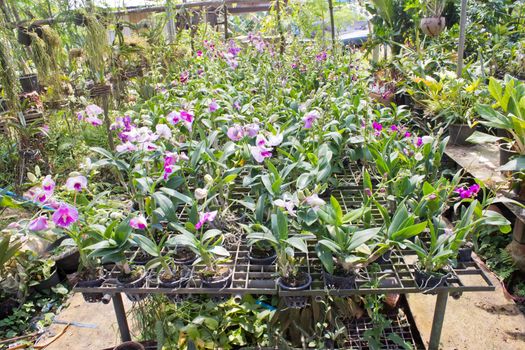 plant green house garden orchid flower nursery