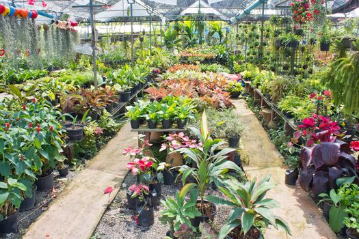 Nursery plant and tree types of variety.