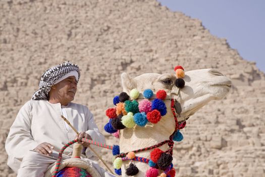 Egyptian sitting on a camel in the background of the Giza pyramids