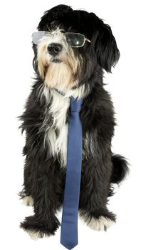 dog in business