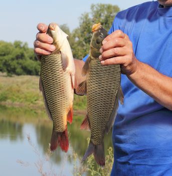 carp in the hand of fisherman against the river
