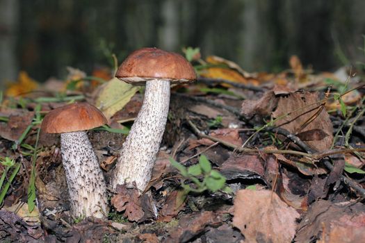 autumn boletus among the fallen yellow leaves
