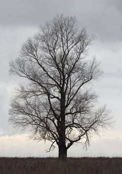 dead dry tree