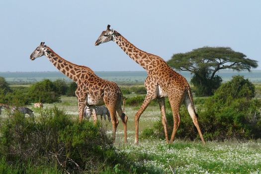 Two walking giraffes in green african savannah