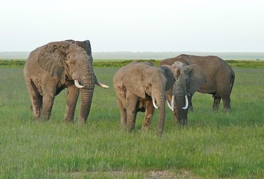 Group of african elephants in green savannah in Kenya