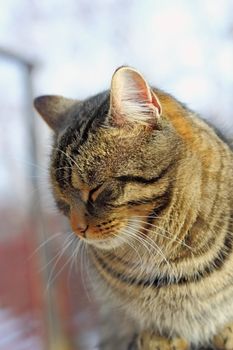 outdoor portrait of a beautiful purebred cat