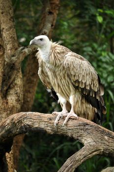 The Himalayan Griffon Vulture is a typical vulture, with a bald white head, very broad wings, and short tail feathers. It is even larger than the European Griffon Vulture.