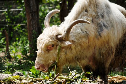The yak is a long-haired bovine found throughout the Himalayan region of south Central Asia, the Tibetan Plateau and as far north as Mongolia and Russia.
