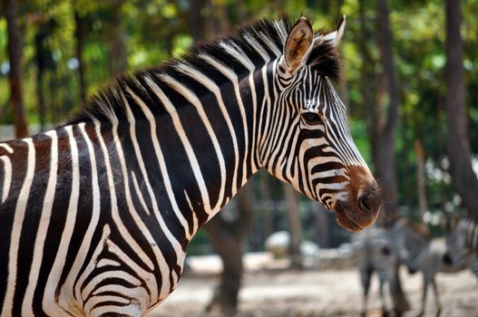 Zebras are African equids (horse family) best known for their distinctive black and white stripes.