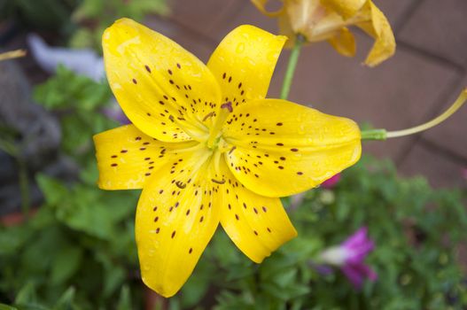 A Yellow Tiger Lily in the Garden
