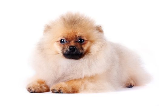 The puppy of a spitz-dog lies on a white background