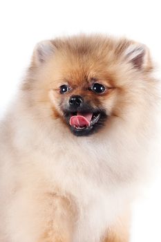 Portrait of a puppy of a spitz-dog on a white background