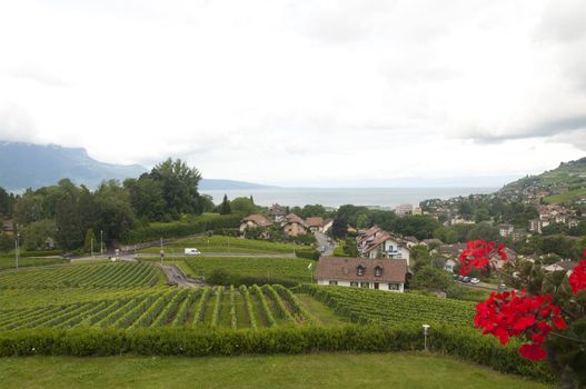 Houses amidst vineyards in Vevey, Switzerland