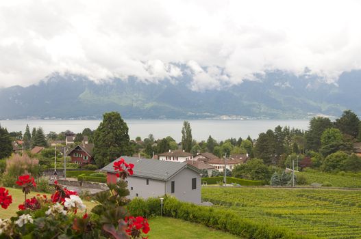 Houses and geraniums amidst vineyards by Lake Geneva in Vevey, Switzerland