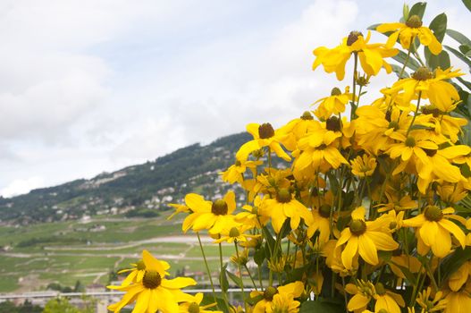 Black-eyed Susans against a beautiful countryside in Switzerland