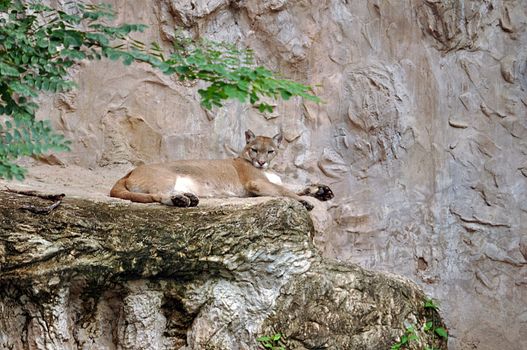 The cougar (Puma concolor), also known as puma, mountain lion, mountain cat, catamount or panther, depending on the region, is a mammal of the family Felidae, native to the Americas.