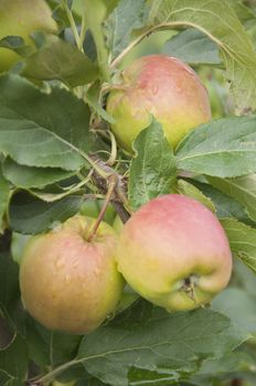 Apples growing in the garden
