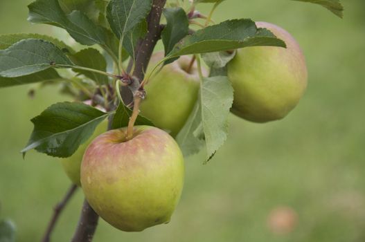 Apples growing in the garden