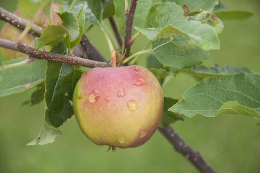 An apple growing in the garden