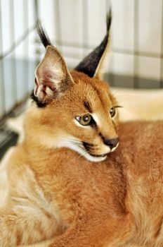 The caracal is a fiercely territorial medium-sized cat ranging over Western Asia, South Asia and Africa.