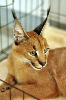 The caracal is a fiercely territorial medium-sized cat ranging over Western Asia, South Asia and Africa.