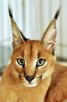 The caracal is a fiercely territorial medium-sized cat ranging over Western Asia, South Asia and Africa.