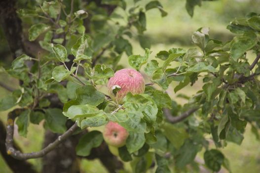 Apples growing in the garden