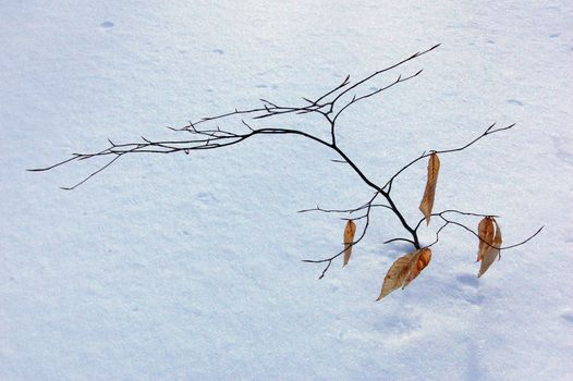 A small tree in winter in deep snow