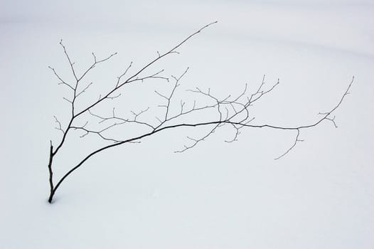 A small tree in winter in deep snow