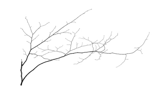 A small tree in winter in deep snow