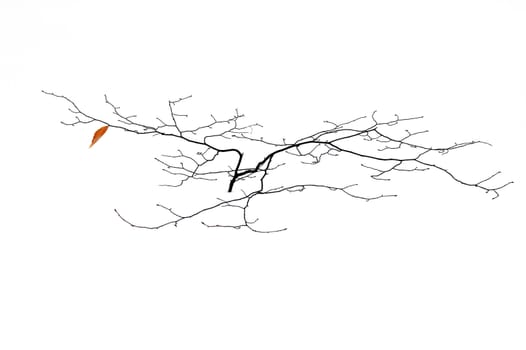 A small tree in winter in deep snow